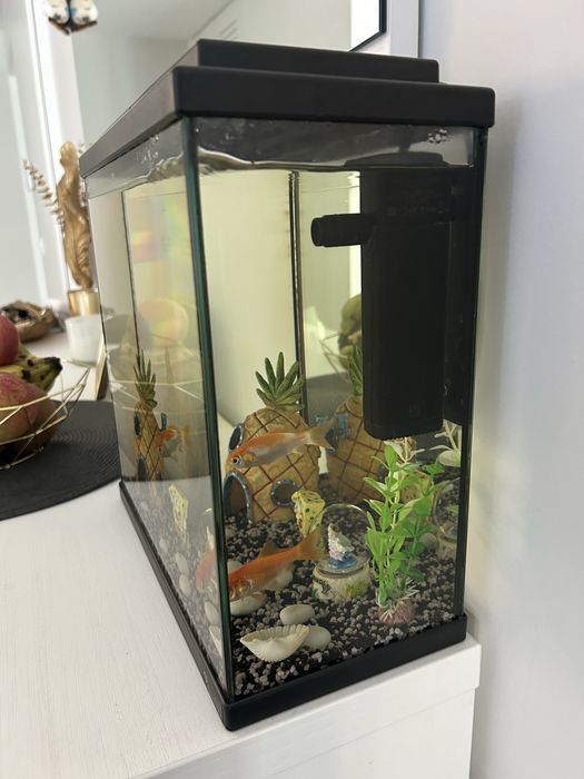 Aquário com 2 peixes