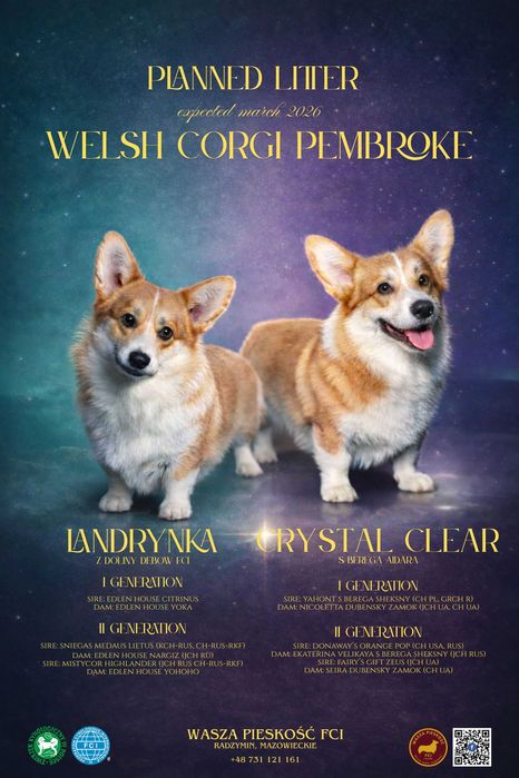 Szczenięta Welsh Corgi Pembroke - zapowiedź miotu 2026