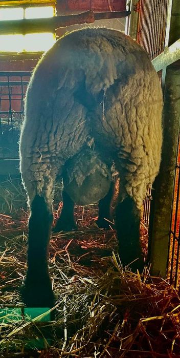 Carneiro Suffolk Puro, COM CERTIFICADO
