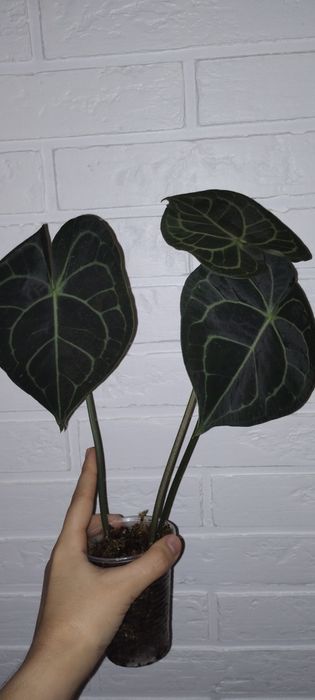 Антуриум Кларинервиум