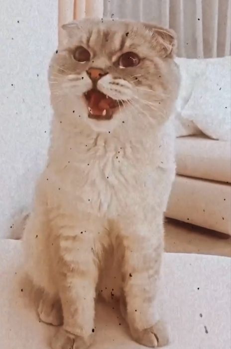 Вязка котів scottish fold