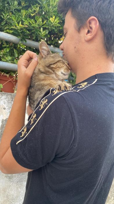 Gato macho para adoção