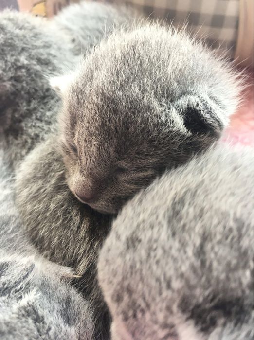 Kocięta Rosyjskiie Niebieskie WCF