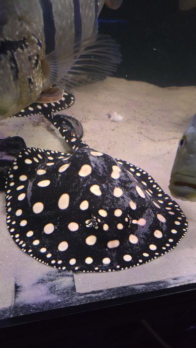 Potamotrygon Leopoldi Black Diamond Płaszka