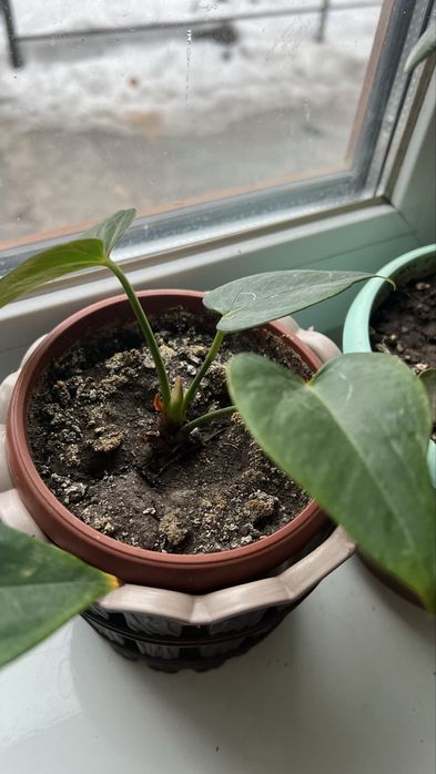 Квіти кімнатні  антіріум