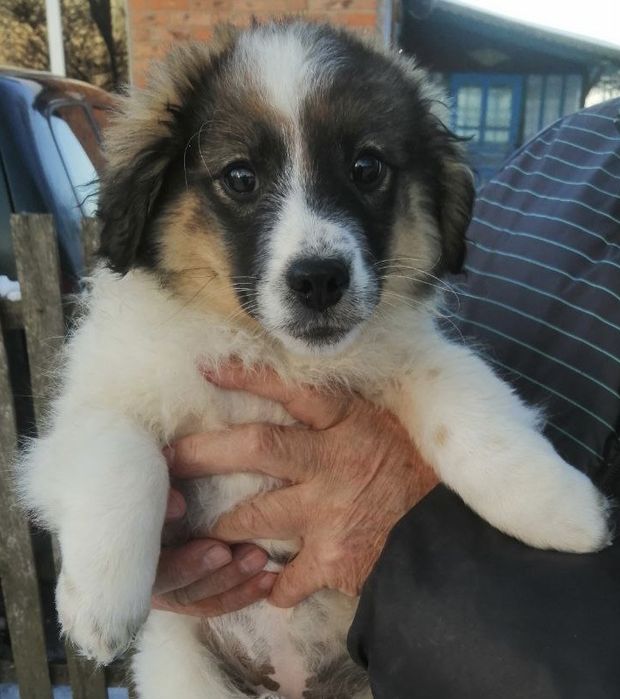 Цуценята в добрі руки.