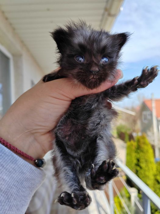 Котенок Мейн Кун, черный дым, Black Silver