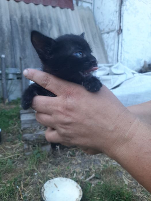 Котики безкоштовно
