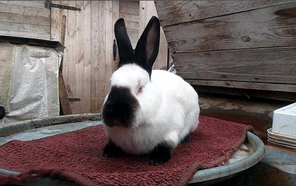 Молодняк кролі каліфорнія