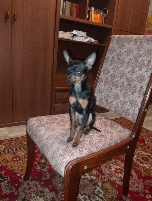 Мини Той терьер мальчик