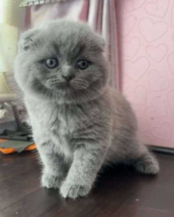 Шотландские котята