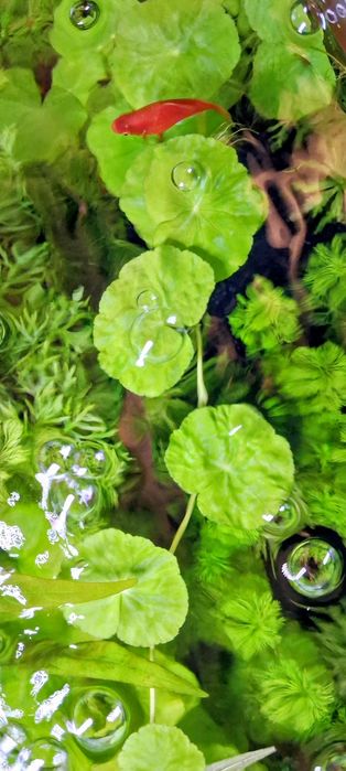 Hydrocotyle Leucocephala (Wąkrotka Białogłowa)
