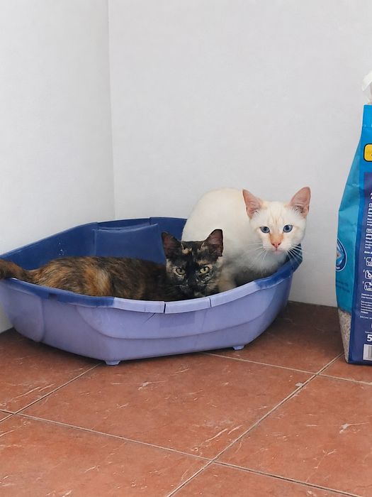 Mãe e filho para adoção