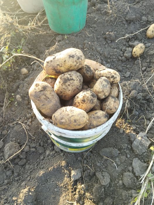 Продам картоплю можливий опт