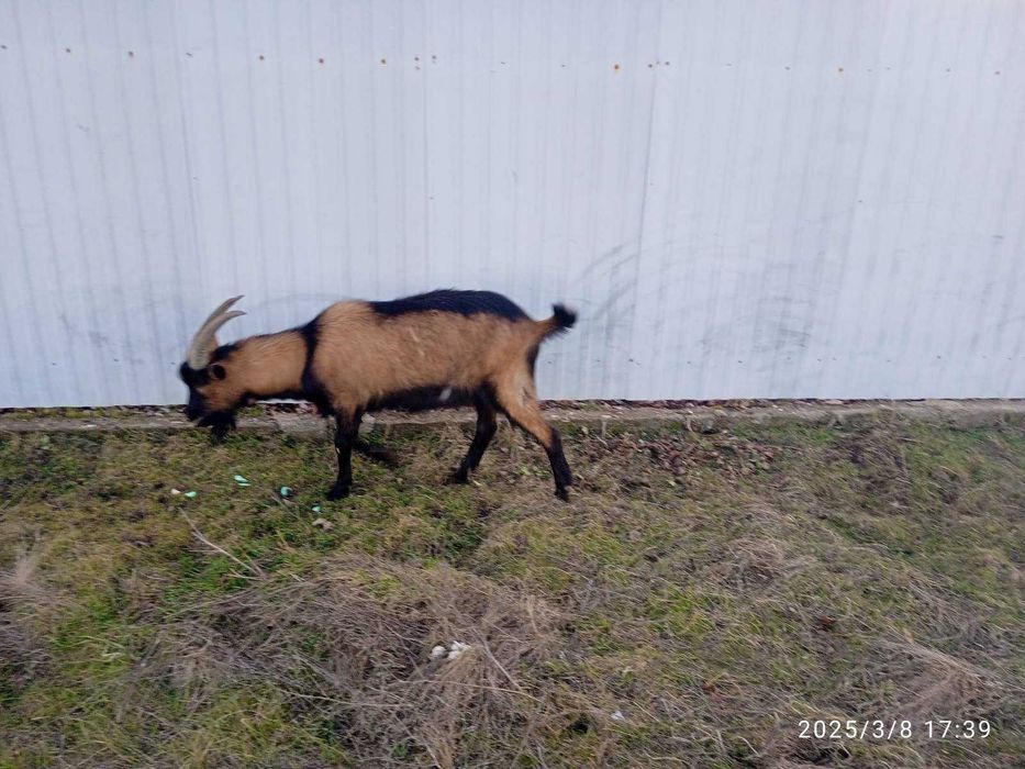 Альпійський козел, цап