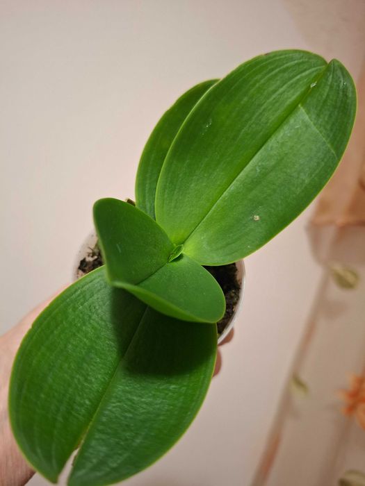 Фаленопсіс ambiance орхідея мультіфлора