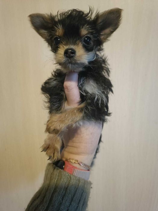 Йоркширський тер'єр