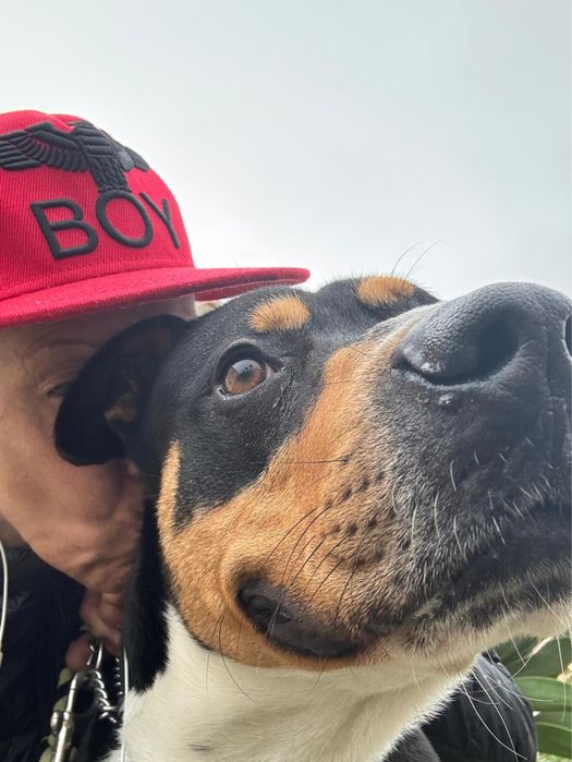 Cão Amstaff para adoçao responsável