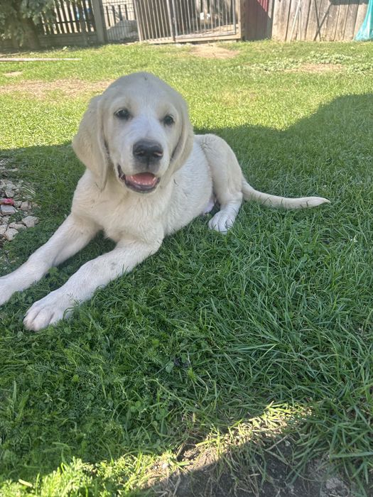 Labrador Retriever