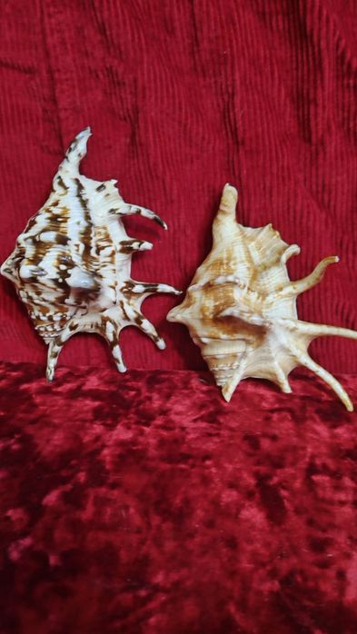 Две ракушки ламбис с красивой окраской