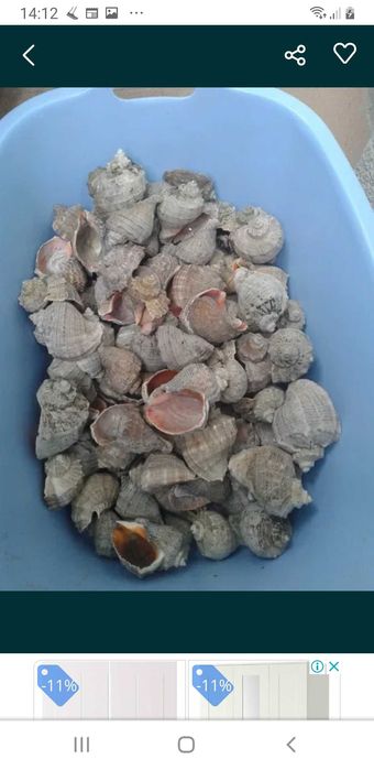 Ракушки рапан з моря