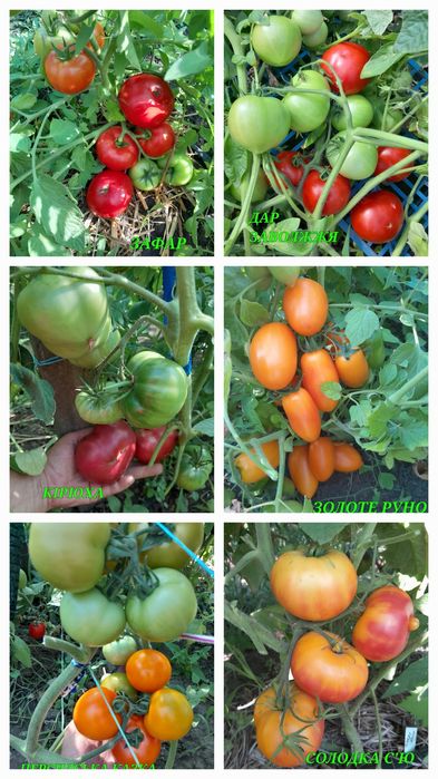 Насіння колекційних томатів