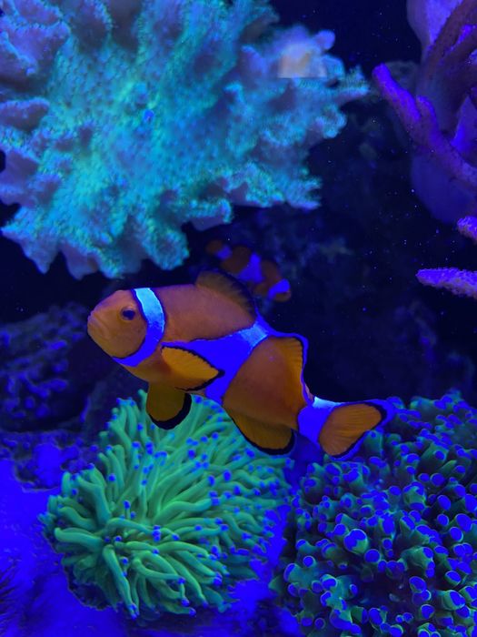 Морской аквариум