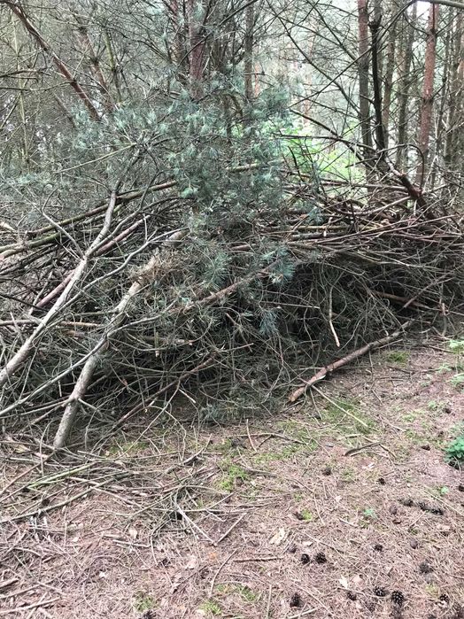 Chrust sosnowy, konary, pnie  Oddam.  gm. Sicienko. Śpiesz się!