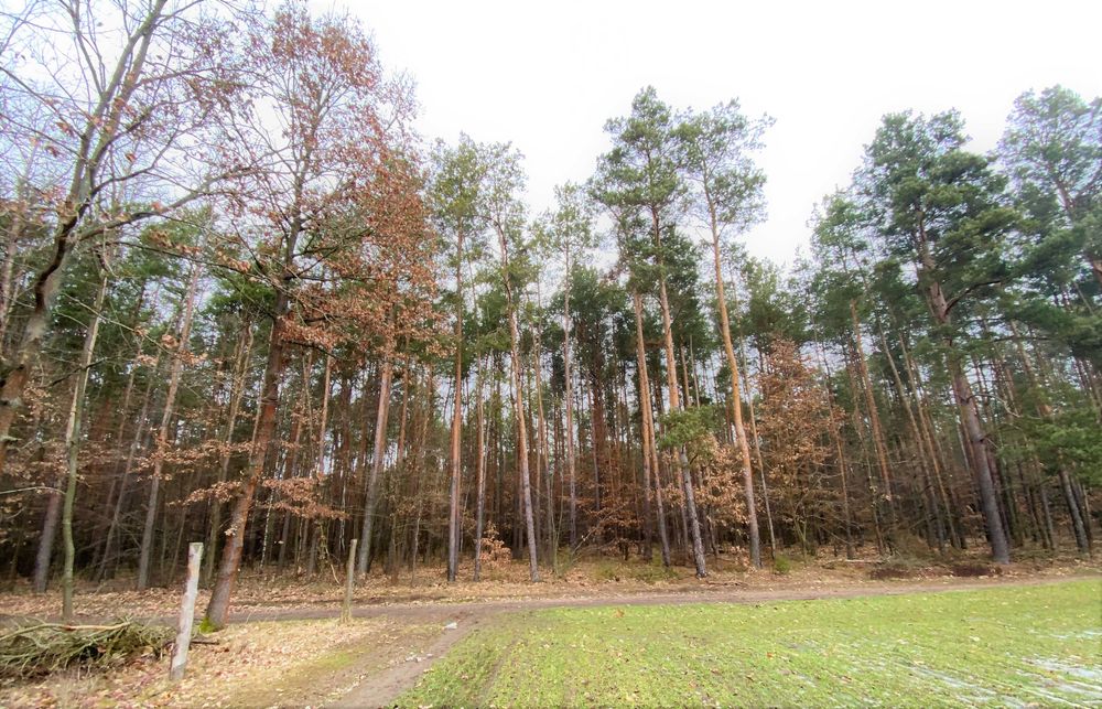 Las, działki leśne - na sprzedaż