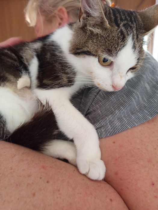 Wysterylizowana kotka szuka domu niewychodzącego