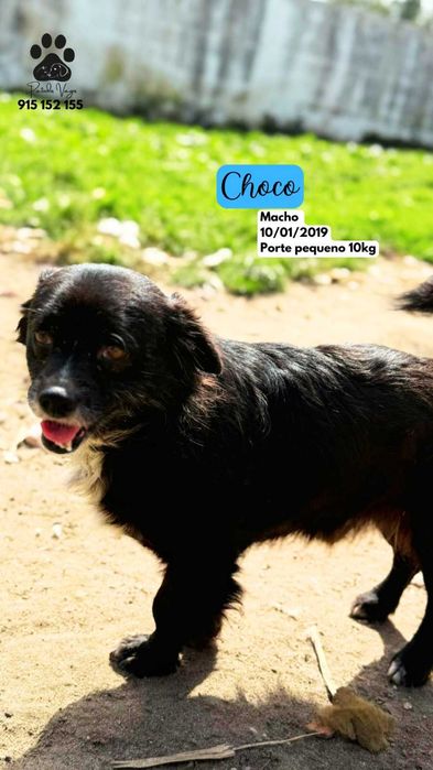 Cao ara adoçao (Choco)