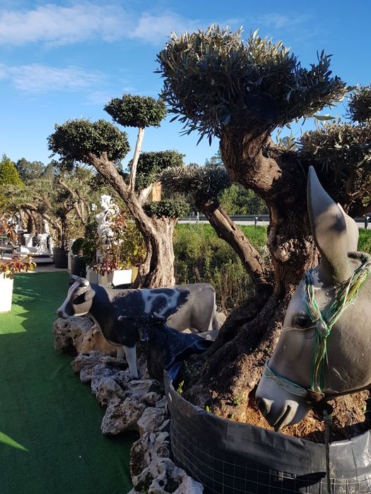 Oliveiras  plantas de todo o tipo, Ovar