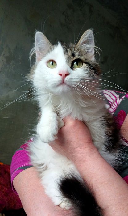 Пушистая котёнок девочка ищет дом! Котята в хорошие руки!