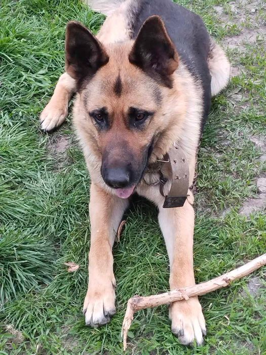 Отдам в хорошие руки