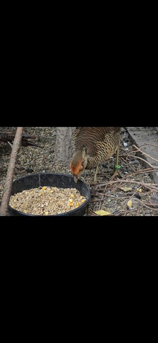 Bażanty złote z 25r