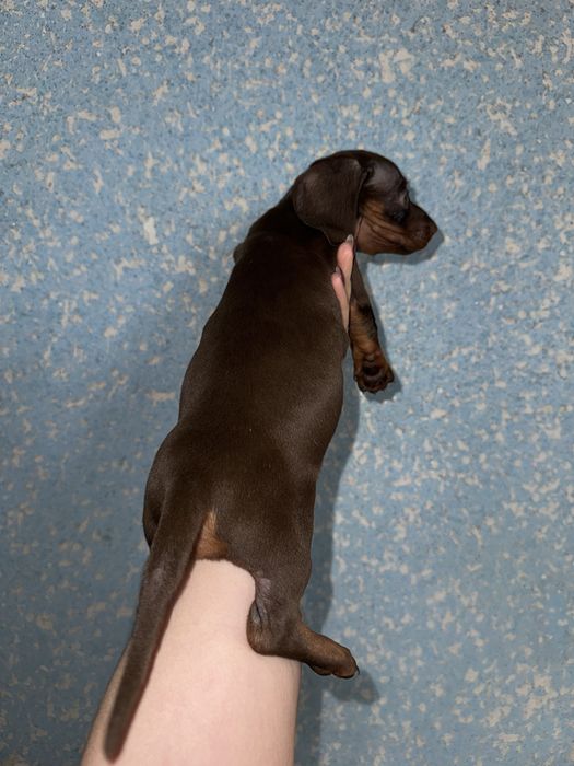 Такса кроль/міні дівчинка шоколад