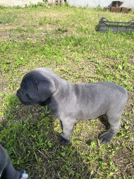 Блакитні Cane corco