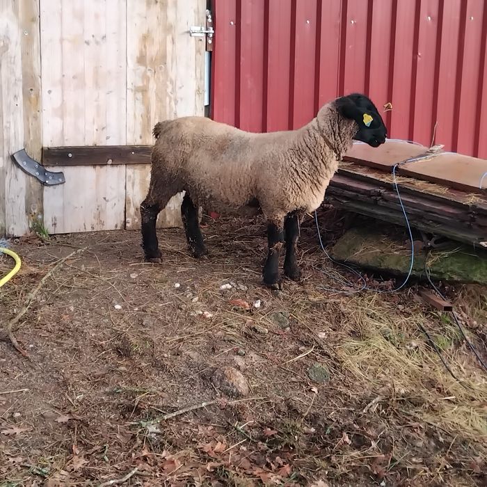 Ovelha suffolk com certificado