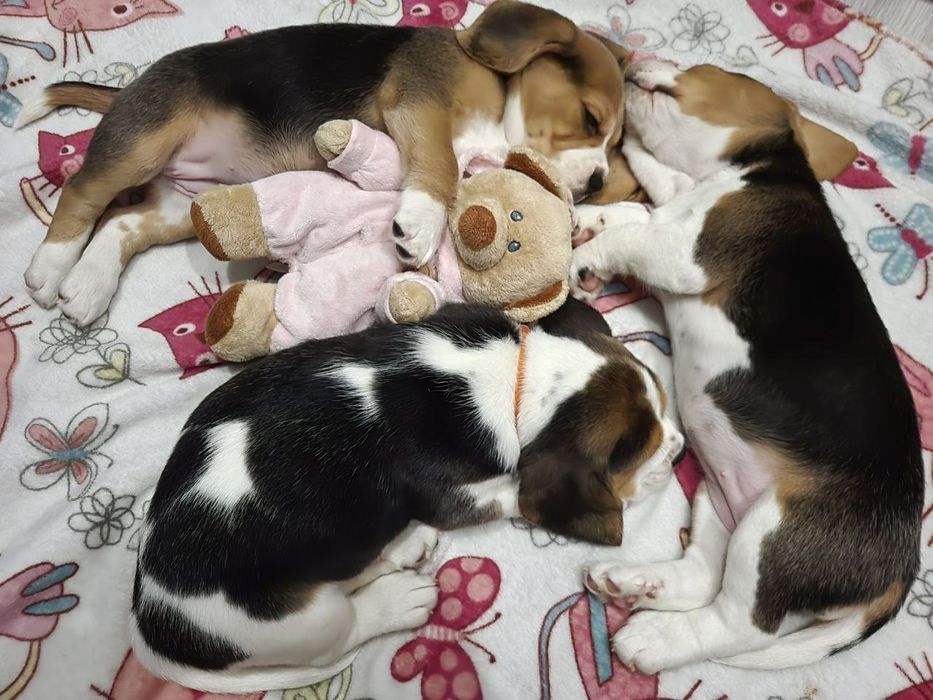 Бігль, цуценята біглята з документами ККУ