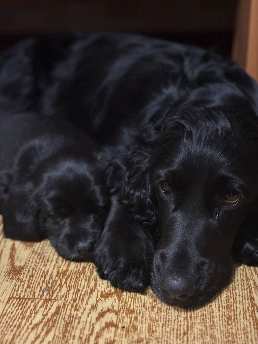 Английский кокер спаниель