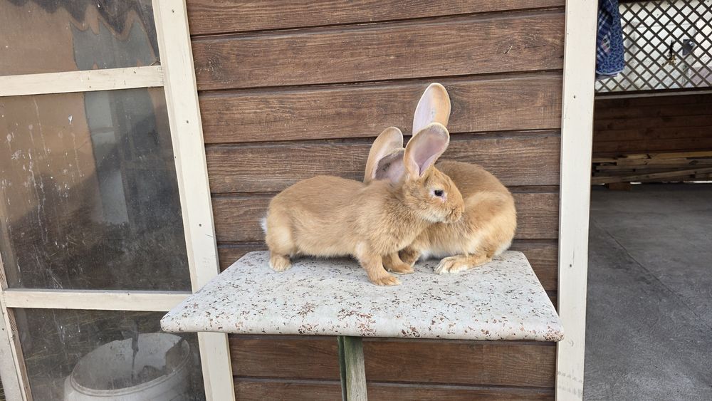 Olbrzym belgijski zolty