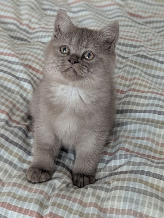 Шотландские котята тикированная шиншила