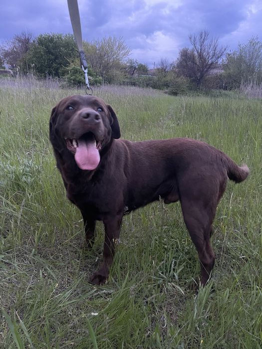 Вязка шоколадного лабрадора