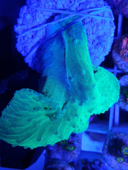 Sinularia dura green fluo koral miękki akwarium morskie