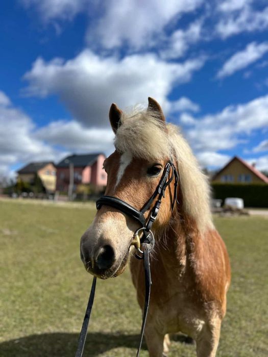 Klacz Haflinger (źrebna) Niagara