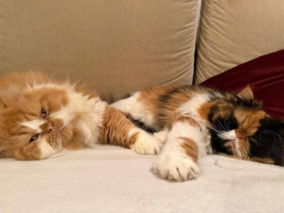 Escovagem e tosquias ao domicílio