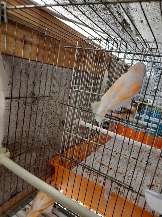 Canários para venda