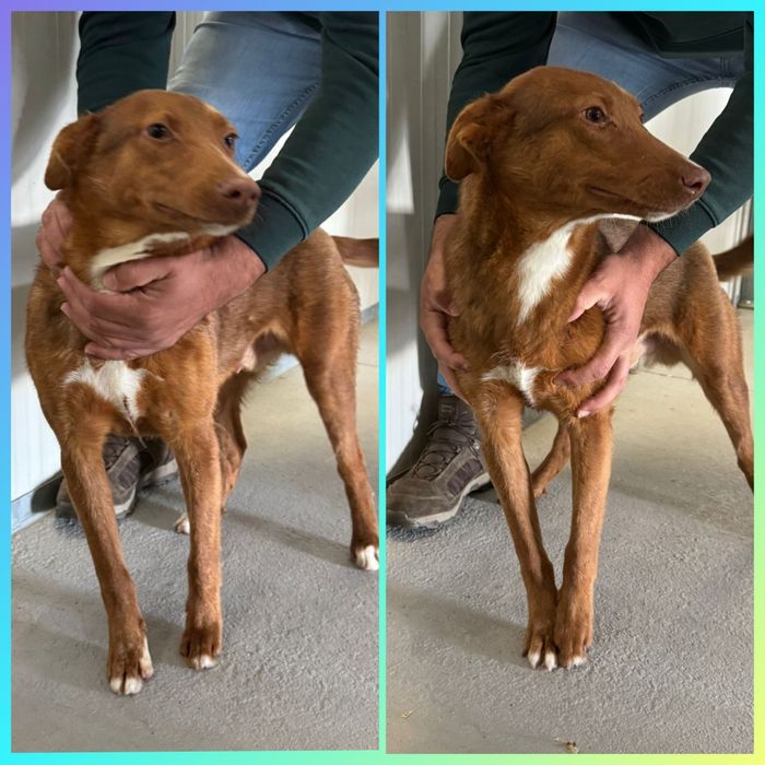 Cachorro para adoção