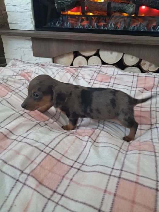 Jamnik merle miniaturka
