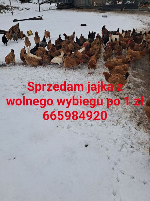Z wolnego wybiegu